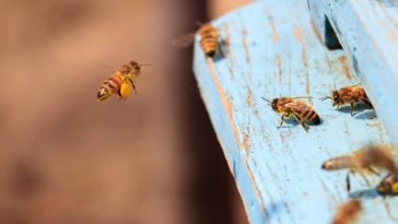 albine apicultura stupine stupi