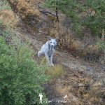 râs iberic Angel Hidalgo