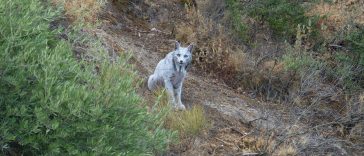 râs iberic Angel Hidalgo