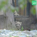 leopard de zăpadă grădina zoologică Chester din UK