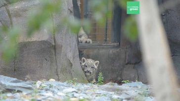 leopard de zăpadă grădina zoologică Chester din UK