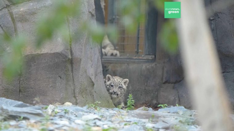leopard de zăpadă grădina zoologică Chester din UK