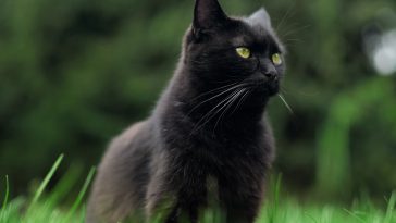 Ziua Pisicilor Negre