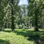 Pădurea Băneasa APNB