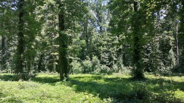 Pădurea Băneasa APNB