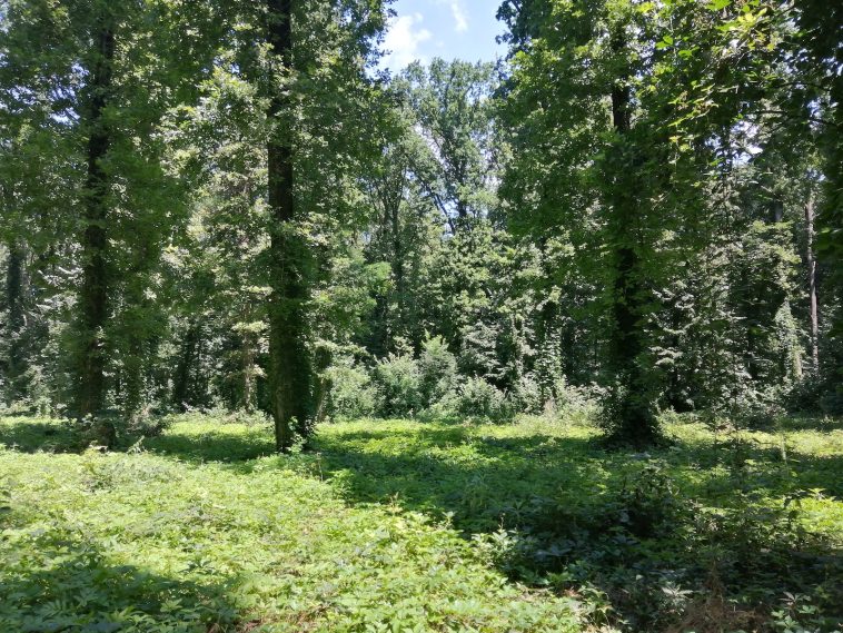 Pădurea Băneasa APNB