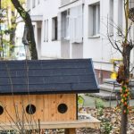 pisici fără stăpân căsuțe