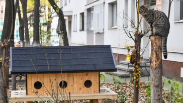 pisici fără stăpân căsuțe