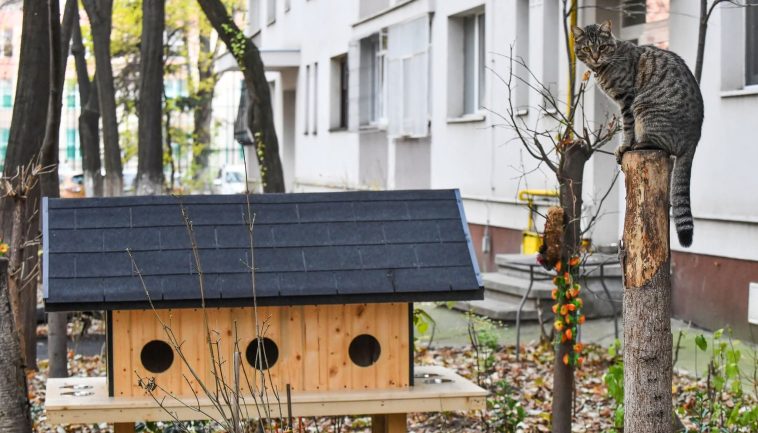 pisici fără stăpân căsuțe